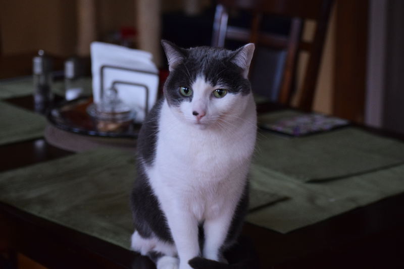Cornelia, the best cat in the world, on a dining room table looking very proper